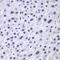 HAP1 antibody, 13-943, ProSci, Immunohistochemistry paraffin image 