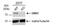 G Protein-Coupled Receptor Kinase 2 antibody, NBP1-32534, Novus Biologicals, Western Blot image 