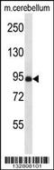 Neutral Sphingomyelinase Activation Associated Factor antibody, 57-140, ProSci, Western Blot image 