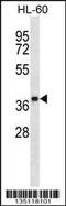 Olfactory Receptor Family 5 Subfamily F Member 1 antibody, 58-063, ProSci, Western Blot image 
