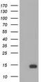 FSHB antibody, TA501582, Origene, Western Blot image 