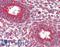 Kinesin Family Member 5B antibody, LS-B2489, Lifespan Biosciences, Immunohistochemistry frozen image 