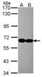 Integrator Complex Subunit 4 antibody, NBP2-16971, Novus Biologicals, Western Blot image 