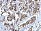 Zinc Finger Protein 703 antibody, PA5-28640, Invitrogen Antibodies, Immunohistochemistry paraffin image 
