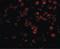 TGF-Beta Activated Kinase 1 (MAP3K7) Binding Protein 1 antibody, LS-B584, Lifespan Biosciences, Immunofluorescence image 