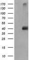 Mitogen-Activated Protein Kinase 9 antibody, TA505869BM, Origene, Western Blot image 