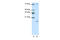 Signal Recognition Particle 19 antibody, 29-306, ProSci, Western Blot image 