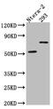 Gamma-Aminobutyric Acid Type A Receptor Alpha5 Subunit antibody, CSB-RA559038A0HU, Cusabio, Western Blot image 