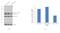 Lectin, Mannose Binding 1 antibody, PA1-074, Invitrogen Antibodies, Western Blot image 