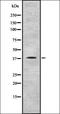 Ribonucleic Acid Export 1 antibody, orb337278, Biorbyt, Western Blot image 