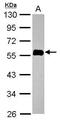Ras Association Domain Family Member 5 antibody, PA5-30843, Invitrogen Antibodies, Western Blot image 