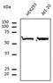 Tubulin Alpha 4a antibody, LS-C204216, Lifespan Biosciences, Western Blot image 