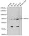 Integrator Complex Subunit 10 antibody, A12735, Boster Biological Technology, Western Blot image 