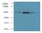 UBX Domain Protein 6 antibody, LS-C379701, Lifespan Biosciences, Western Blot image 