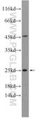 Interleukin 11 antibody, 55169-1-AP, Proteintech Group, Enzyme Linked Immunosorbent Assay image 