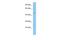 Tektin 1 antibody, A13215, Boster Biological Technology, Western Blot image 