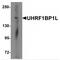 UHRF1 Binding Protein 1 Like antibody, MBS150249, MyBioSource, Western Blot image 