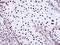 Small RNA Binding Exonuclease Protection Factor La antibody, NBP1-33549, Novus Biologicals, Immunohistochemistry frozen image 