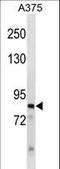 Zinc Finger Protein 148 antibody, LS-C157050, Lifespan Biosciences, Western Blot image 