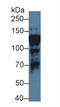 Interleukin Enhancer Binding Factor 3 antibody, LS-C314526, Lifespan Biosciences, Western Blot image 