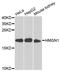 Non-histone chromosomal protein HMG-14 antibody, orb373350, Biorbyt, Western Blot image 