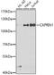 Cell Cycle Associated Protein 1 antibody, 23-274, ProSci, Western Blot image 