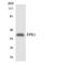 Formyl Peptide Receptor 1 antibody, LS-C291960, Lifespan Biosciences, Western Blot image 