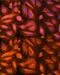 Deoxythymidylate Kinase antibody, GTX54004, GeneTex, Immunofluorescence image 