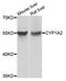 Cytochrome P450 Family 1 Subfamily A Member 2 antibody, A0062, ABclonal Technology, Western Blot image 