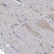 MAM Domain Containing 2 antibody, HPA022249, Atlas Antibodies, Immunohistochemistry frozen image 