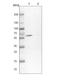 Copine 3 antibody, NBP1-85939, Novus Biologicals, Western Blot image 