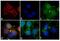 Mouse IgG2a antibody, A-21133, Invitrogen Antibodies, Immunofluorescence image 