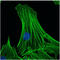 Beta-Actin antibody, AM33002PU-N, Origene, Immunofluorescence image 