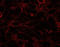 Dispatched RND Transporter Family Member 1 antibody, orb18636, Biorbyt, Immunofluorescence image 