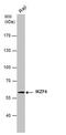 IKAROS Family Zinc Finger 4 antibody, MA5-27848, Invitrogen Antibodies, Western Blot image 