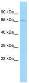 IK Cytokine antibody, TA339183, Origene, Western Blot image 