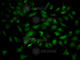 Tyrosine 3-Monooxygenase/Tryptophan 5-Monooxygenase Activation Protein Beta antibody, A1023, ABclonal Technology, Immunofluorescence image 