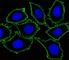 c-Kit antibody, F40394-0.4ML, NSJ Bioreagents, Western Blot image 