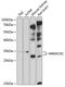 Metabolism Of Cobalamin Associated C antibody, A03398, Boster Biological Technology, Western Blot image 