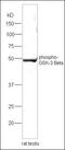  antibody, orb10755, Biorbyt, Western Blot image 