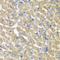 FGF1 Intracellular Binding Protein antibody, LS-C748616, Lifespan Biosciences, Immunohistochemistry frozen image 