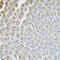 Adaptor Related Protein Complex 1 Subunit Mu 2 antibody, LS-C409867, Lifespan Biosciences, Immunohistochemistry frozen image 