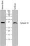 Syntaxin 1A antibody, MAB7237, R&D Systems, Western Blot image 
