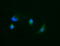 Carbonic Anhydrase 12 antibody, LS-C174410, Lifespan Biosciences, Immunofluorescence image 