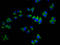 A3b antibody, LS-C681317, Lifespan Biosciences, Immunofluorescence image 