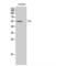 C-Terminal Src Kinase antibody, LS-C382925, Lifespan Biosciences, Western Blot image 