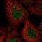 Exocyst Complex Component 3 antibody, NBP2-55179, Novus Biologicals, Immunofluorescence image 