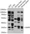 Guanosine Monophosphate Reductase antibody, 14-347, ProSci, Western Blot image 