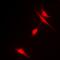 Histone Deacetylase 6 antibody, orb256587, Biorbyt, Immunocytochemistry image 