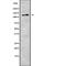 O-GlcNAcase antibody, abx216848, Abbexa, Western Blot image 